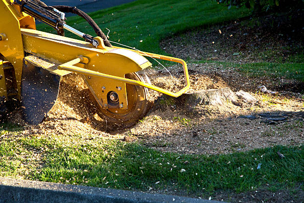 Best Tree Maintenance Programs  in Newcomerstown, OH